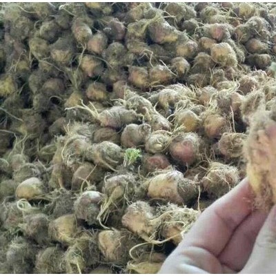 云南玛卡价格_YKP易立诺YK-72RD玛卡烘干机