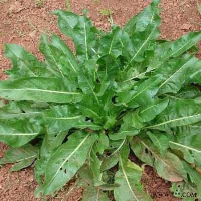 斯诺特 板蓝根粉 板蓝根喷雾干燥粉 植物提取物 厂家发货