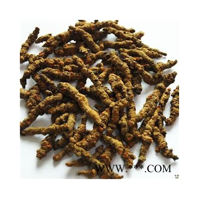 供应地宝中药材一级、二级、三级安徽黄连黄连厂家黄连供应商