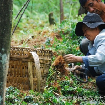 供应黄连种苗鸡爪连黄连苗子移栽苗三年苗龄种植户发展农村种苗