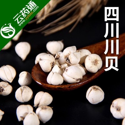 正宗四川川贝母仿**川贝颗粒川贝粉浙贝母药材无硫贝母四川特产