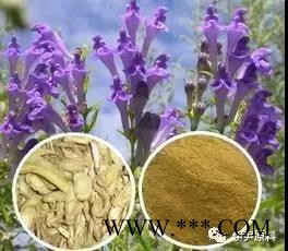 伊尹中药提取物板青颗粒 本品为原中药材板蓝根、大青叶浓缩提取制成