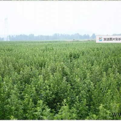 湖北金航玄参鲜玄参 基地大量供应鲜玄参 玄参种子 价格量大优惠 玄参