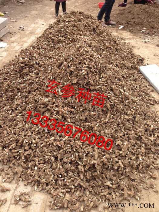 玄参种苗药材种子 玄参种苗价格 玄参种植时间