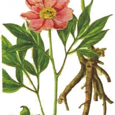 **白芷油  免费邮寄10克样品