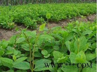 北沙参提取物**植物提取 北沙参提取物**植物提取