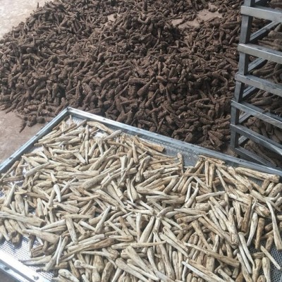 拓青 白芷种子 白芷 四川白芷种子白芷种子种