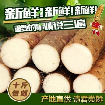 大量供应铁棍山药 鸡皮山药 新鲜山药 15吨 量大从优