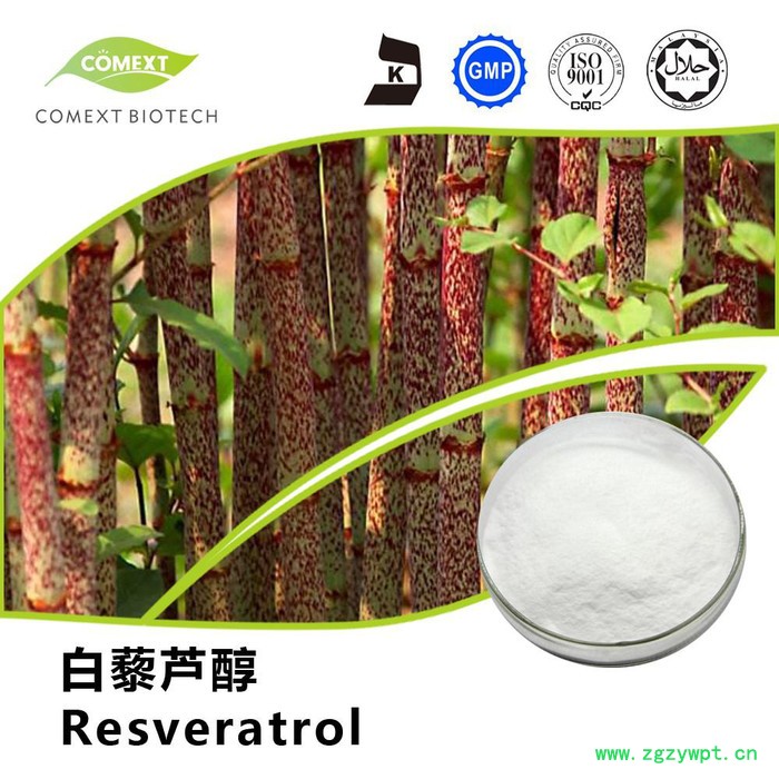 虎杖提取物98%白藜芦醇