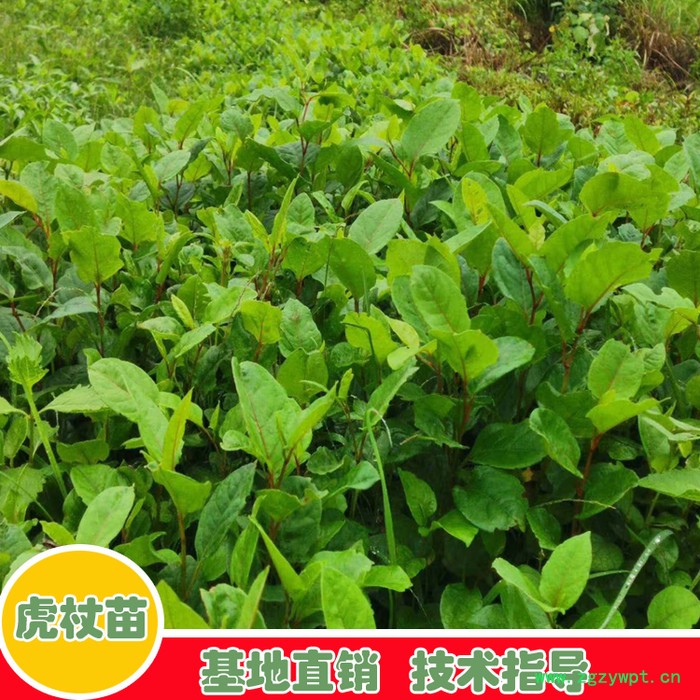 鑫燎三农 虎杖苗批发 虎杖苗行情价格