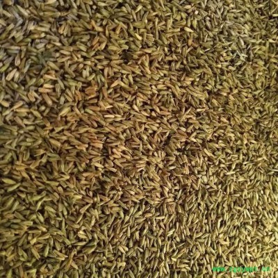 【聚鑫源】 牛夕籽 牛膝种子 牛夕籽种子 中药材种子 牛夕子种子 厂家中药材种子 药材种子 种子种苗