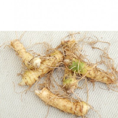 玉竹种苗  玉竹种苗培育基地  玉竹种子种苗批发 玉竹种苗产地