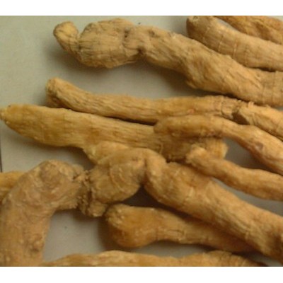 供应 玉竹  玉竹批发 种苗批发 玉竹统个