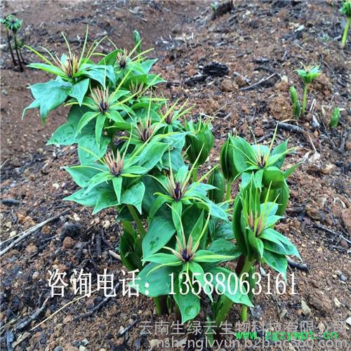 重楼种苗 重楼种苗