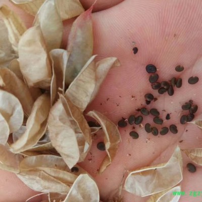 创新农业中药材黄芪基苗基地批发 玉竹种子 种植技术