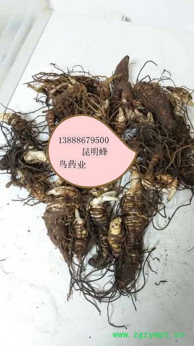 供应滇重楼滇丰1重楼 供应滇重楼滇丰1重楼