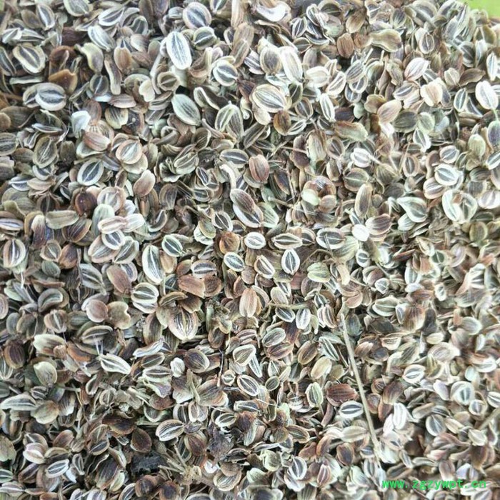 来喜 白花前胡种子 花种批发 厂家品质保障