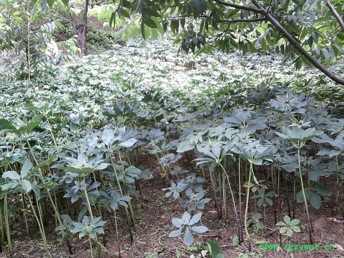 重楼种籽 重楼种子 重楼种籽 重楼种子