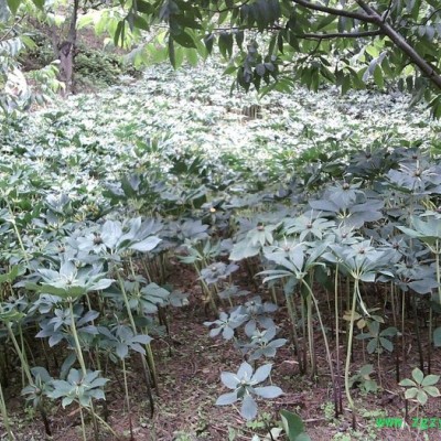 重楼种籽 重楼种子