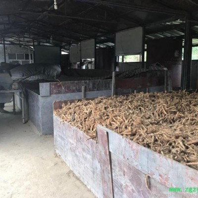 玉竹种苗 产地直销批发 玉竹种特选