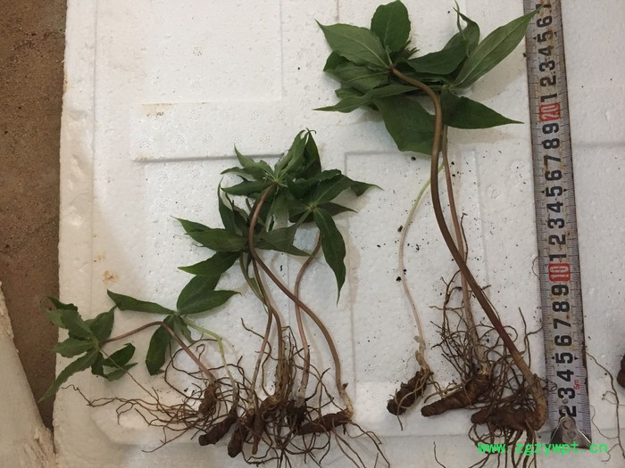 重楼华重楼**重楼重楼苗