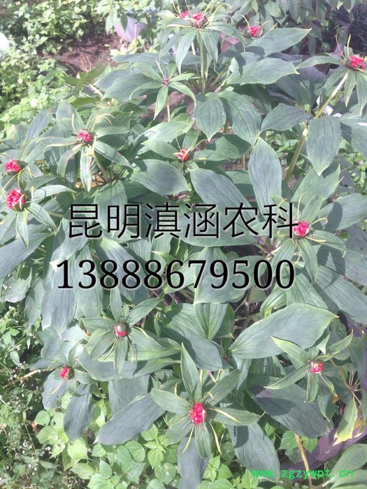 供应滇重楼滇涵1号云南重楼种苗/重楼种子出售 供应滇重楼滇涵1号云南重楼种苗/重楼种子出售