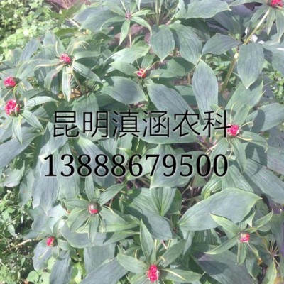 供应滇重楼滇涵1号云南重楼种苗/重楼种子出售