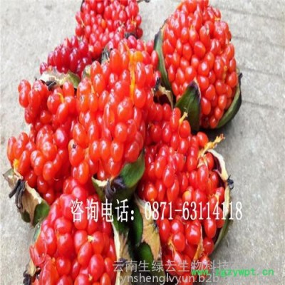 重楼种子