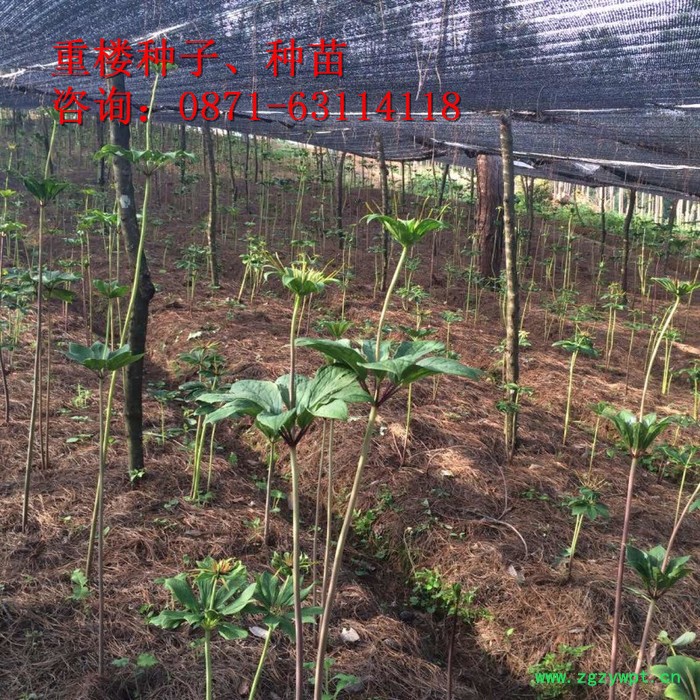 三叉白芨除草剂、重楼多芽、丽江、楼、白芨、珠子参、金铁锁、重楼种子、白芨种子、珠子参种子、金铁锁种子、重楼种苗、白芨药材 三叉白芨除草剂、重楼多芽、丽江、楼、白芨、珠子参、金铁锁、重楼种子、白芨种子、珠子参种子、金铁锁种子、重楼种苗、白芨药材