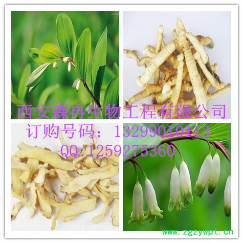 玉竹提取物 **植物提取物 玉竹提取物 **植物提取物