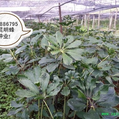 滇重楼种子 云南昆明重楼价格/中药独角莲