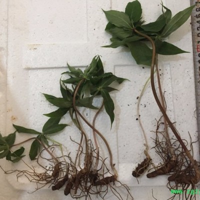 状元 滇重楼/华重楼/七叶一枝花/重楼种苗