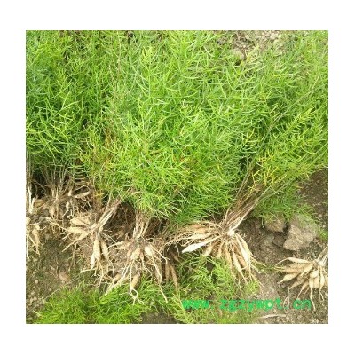 种植白芨中药材，无需经验收入高，年入十万不是梦