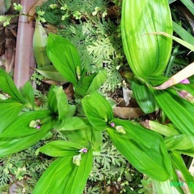 白芨5