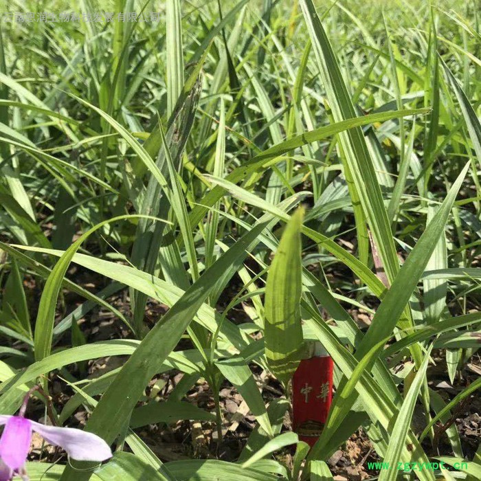 **白芨, 紫花白芨,三叉白及, **白及,种苗繁育 **白芨, 紫花白芨,三叉白及, **白及,种苗繁育