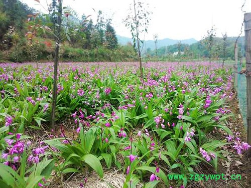 白芨 白芨