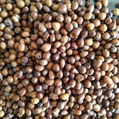 【聚鑫源】 苦参种籽 苦参种子 苦参种子批发  苦参种子厂家 苦参种子种苗 药材种子 中药材种子