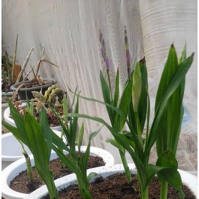 供应紫花三叉大白芨组培苗紫花三叉白芨组培苗