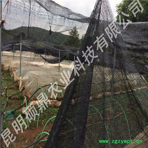 白芨种苗批发 种植免费技术培训上门 技术指导来昆明种植基地考察湖北 重庆 贵州 湖南 白芨种苗批发 种植免费技术培训上门 技术指导来昆明种植基地考察湖北 重庆 贵州 湖南