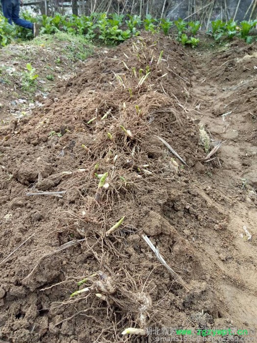 供应两年生**转移栽两年生 白芨块茎  白芨种苗 白芨芽 块苗子