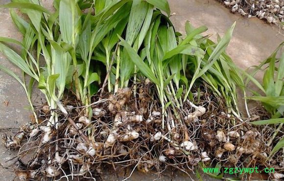 贵州华农能紫花三叉大白芨种植前景大好