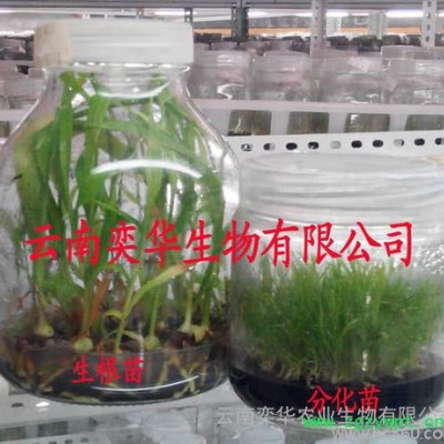 供应紫花三叉白芨组培苗供应紫花三叉白芨组培苗