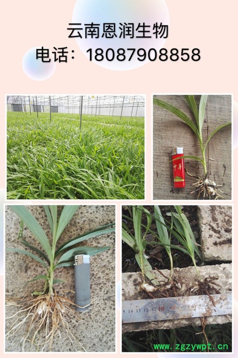 云南普洱**三叉紫花大白芨直播苗驯化苗 云南普洱**三叉紫花大白芨直播苗驯化苗