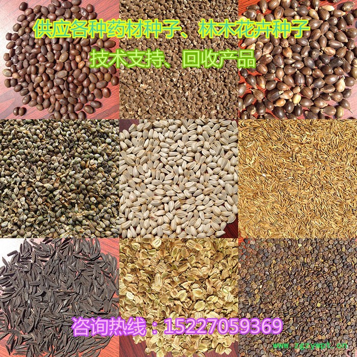 【龙飞种业】药材种子/桔梗种子/黄芪种子/射干种子/红花种子/益母草种子/防风种子/地丁种子/苦参种子/药材种子价格 【龙飞种业】药材种子/桔梗种子/黄芪种子/射干种子/红花种子/益母草种子/防风种子/地丁种子/苦参种子/药材种子价格