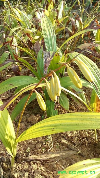 奇草荟白芨种植从温室走向大山