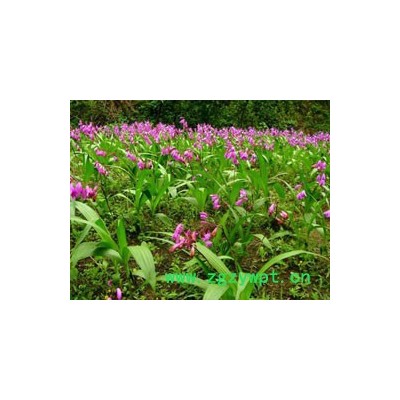 四川峻丰生物科技有限公司 乐山白芨种植 四川白芨 白芨驯化苗