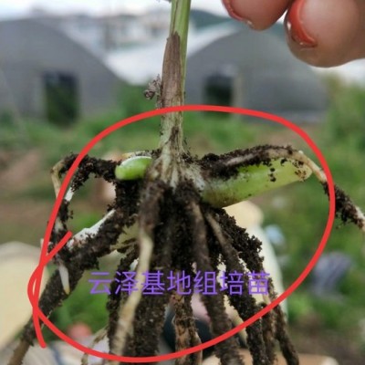 紫花三叉白芨组培驯化苗  云仙堂    白芨种苗 种植白芨/白芨苗/白及苗/正宗紫花三叉白芨种苗 /