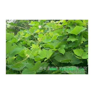 供应晨阳葛根提取物