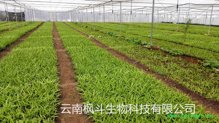 白芨种苗/白芨苗/紫花三叉大白芨/白及苗/白及种苗/紫花白芨 白芨种苗/白芨苗/紫花三叉大白芨/白及苗/白及种苗/紫花白芨