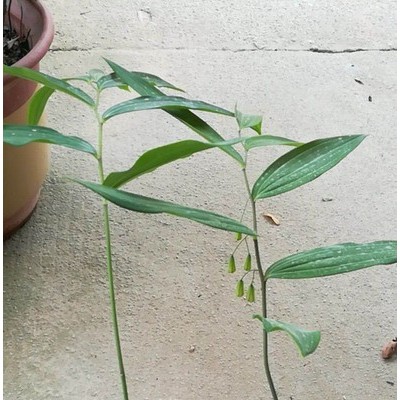 尚绿农业 白芨 白芨种苗